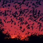 mexican_free_tailed_bats-flying